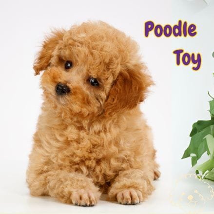 poodle toy
