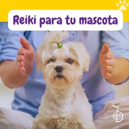 perro recibiendo reiki para mascotas