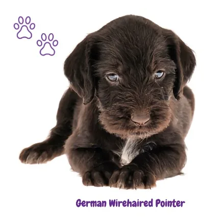 cachorro German Wirehaired Pointer