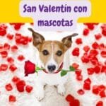 perrito preparado para celebrar san valentin