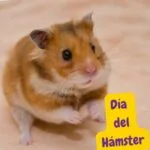 Hámster en el día del hámster