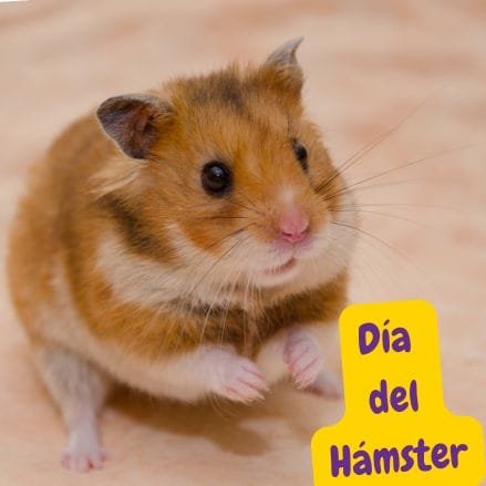 Hámster en el día del hámster