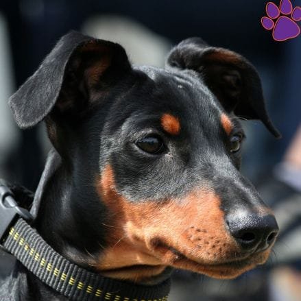 Cachorro de Pinscher alemán