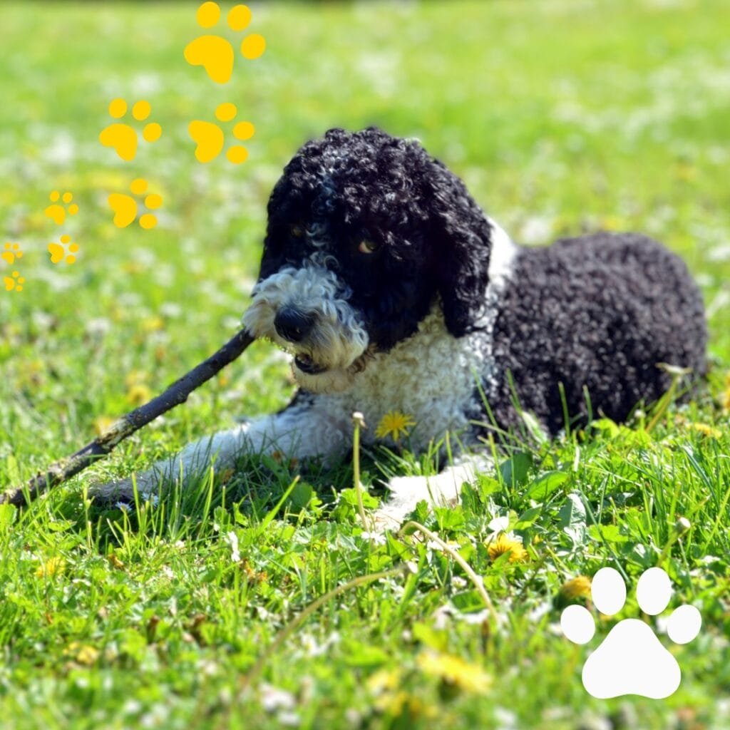 cão De Água Português cachorro
