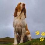 Braco Italiano sentado