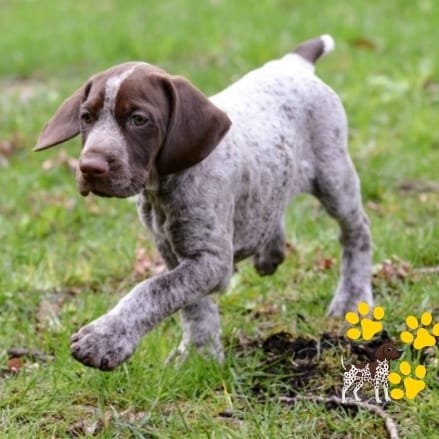 cachorro German Shorthaired Pointer