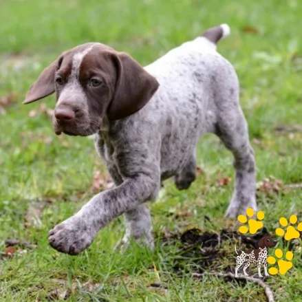 cachorro German Shorthaired Pointer