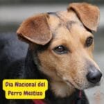 Perro celebrando el Día Nacional del Perro Mestizo