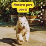un perrito corriendo a ver la lista de nombres para perros