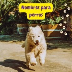 100 nombres para perros: originales, tiernos, divertidos  y con significado