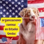 perro conociendo las organizaciones caninas en Estados Unidos