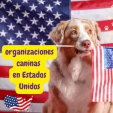 Organizaciones caninas en Estados Unidos: conócelas aquí