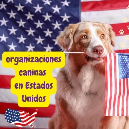perro conociendo las organizaciones caninas en Estados Unidos
