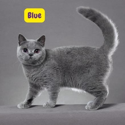 Blue British Shorthair