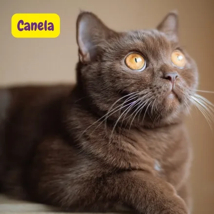 Gato británico de pelo corto color canela