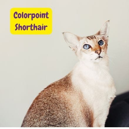 Gato Colorpoint Shorthair