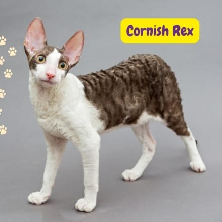 Cornish Rex