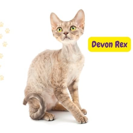 gato Devon Rex