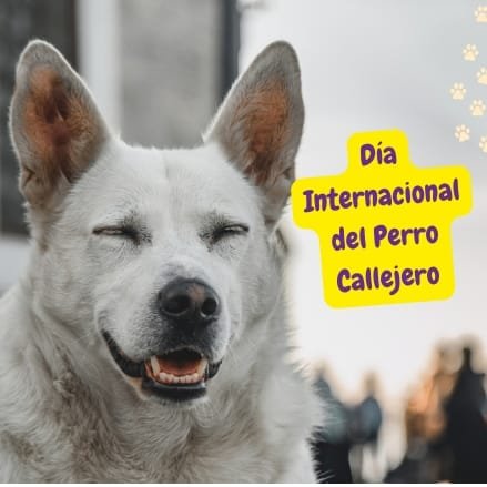 perro celebrando el Día Internacional del Perro Callejero