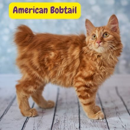 Gato American Bobtail