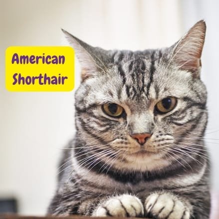 Gato American Shorthair