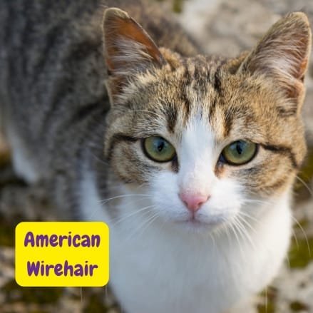 Gato American Wirehair