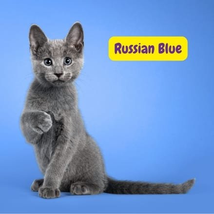 Russian Blue cat