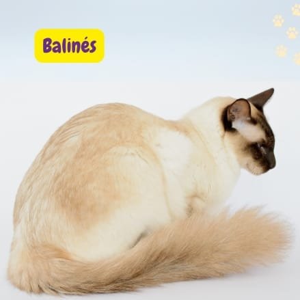 Gato Balinés