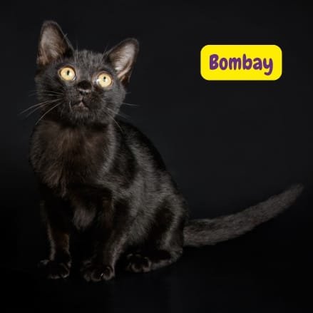 Gato Bombay
