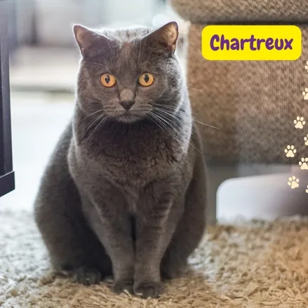 Gato Cartujo