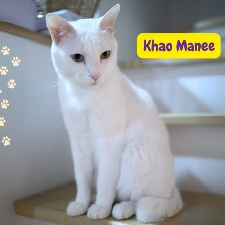 Gato Khao Manee
