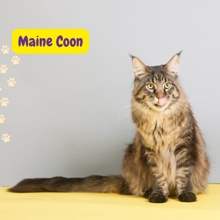 Gato Maine Coon