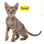 Gato Ocicat adulto con pelaje manchado observando a la cámara