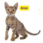 Gato Ocicat adulto con pelaje manchado observando a la cámara
