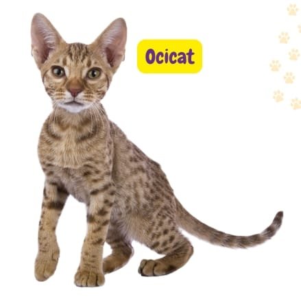 Gato Ocicat