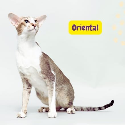 Gato Oriental
