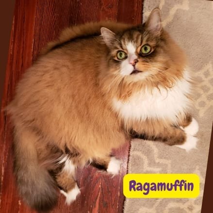 Gato Ragamuffin