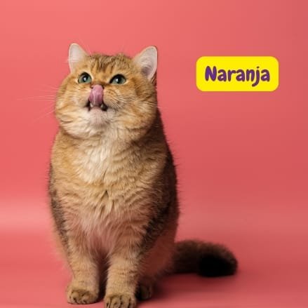 Orange British Shorthair