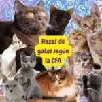 Razas de gatos según la CFA: