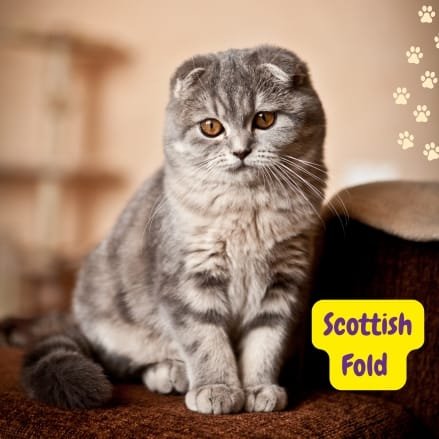 Scottish Fold Cat