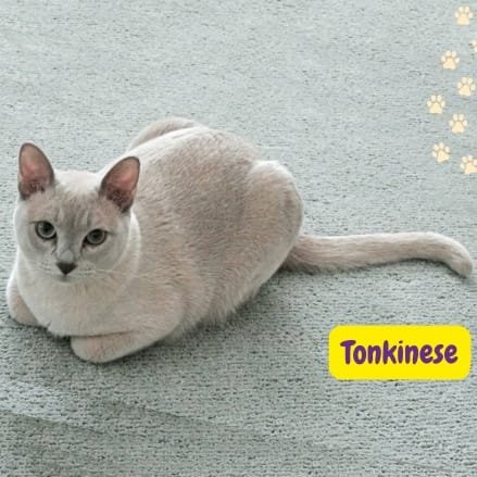 Tonkinese Cat