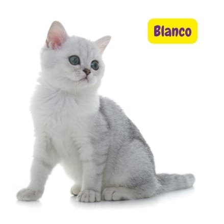 British Shorthair Blanco