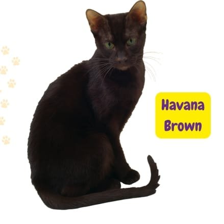 gato Havana Brown