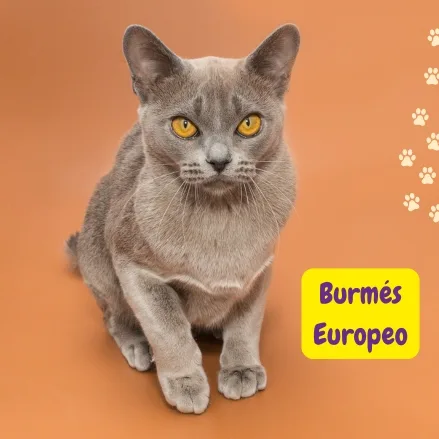gato burmés europeo