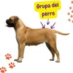 perro parado de lado y con una señal sobre su grupa