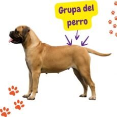 Grupa del perro: qué es, dónde se ubica y por qué es importante