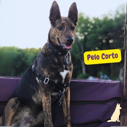 Pastor Holandés de Pelo Corto
