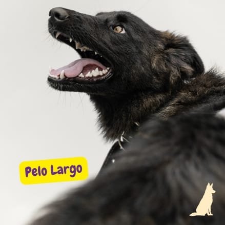 Pastor Holandés de Pelo Largo