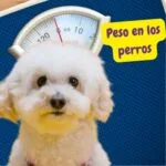 Perrito y una báscula para averiguar el peso ideal en los perros