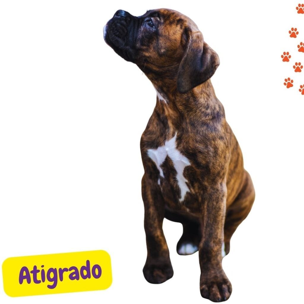 cachorro Boxer color atigrado